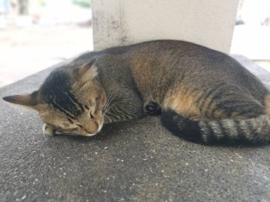 gri sokak kedisi beton bankta uyuyor..