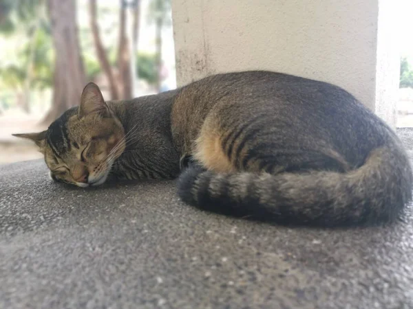 Gray Stray Cat Sleeping Concrete Bench — 스톡 사진