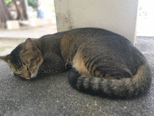 Gray Stray Cat Sleeping Concrete Bench — Foto Stock