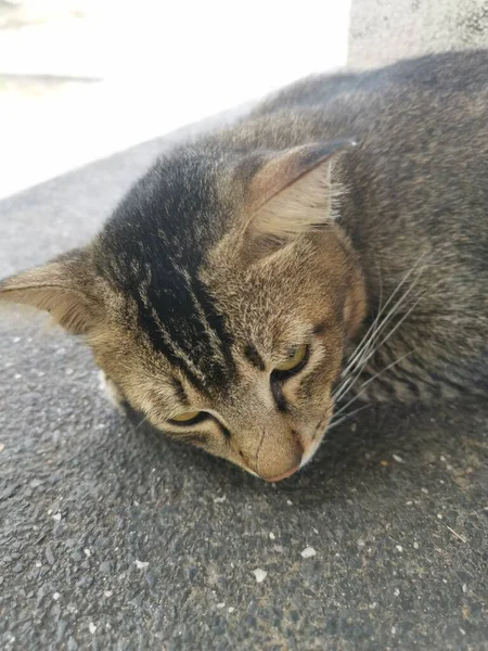 Gray Stray Cat Sleeping Concrete Bench — Photo