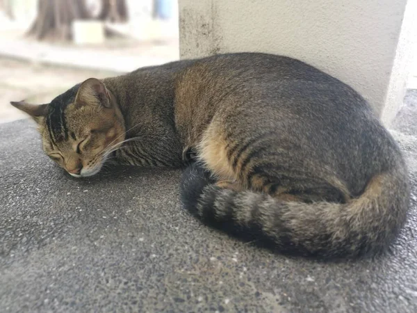 Gray Stray Cat Sleeping Concrete Bench — 스톡 사진