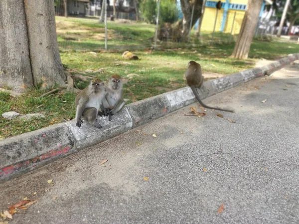 Pares Macaca Fascicularis Macaco Descansando Pela Calçada Rua — Fotografia de Stock