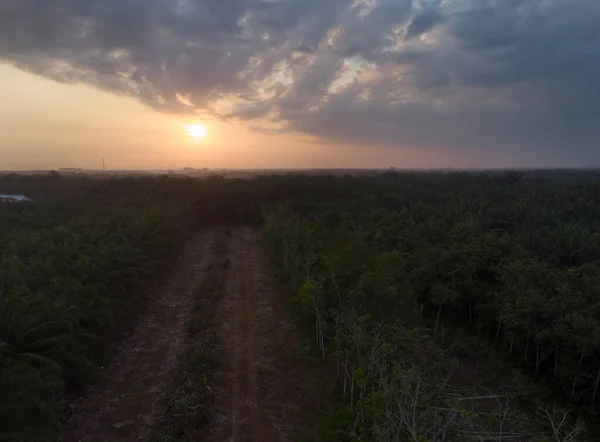 Early Morning Scene Deforest Vacant Agriculture Land — Zdjęcie stockowe