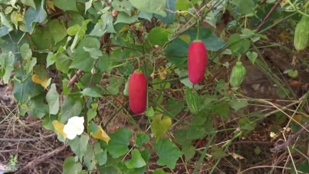 Wild Overripe Ivy Vine Gourd Creeping Plant — Stok Video
