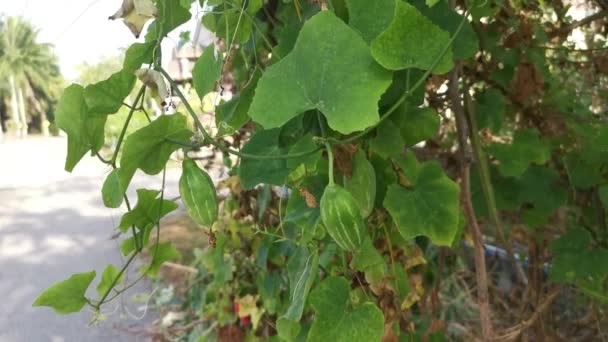 Wild Overripe Ivy Vine Gourd Creeping Plant — Stockvideo