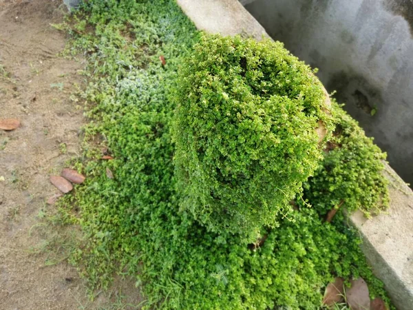 Overgrown Soleirolia Soleirolii Leaves Garden Pot — Stock Photo, Image
