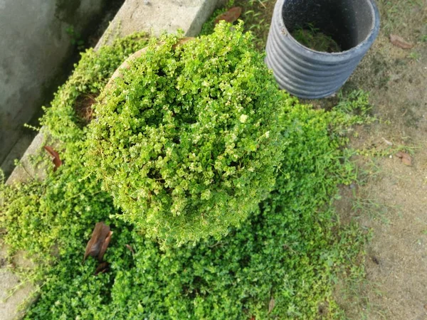 Overgrown Soleirolia Soleirolii Leaves Garden Pot —  Fotos de Stock