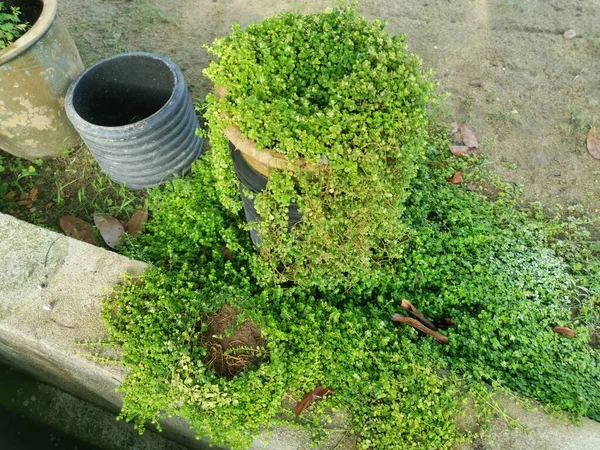 Overgrown Soleirolia Soleirolii Leaves Garden Pot — Stock Photo, Image