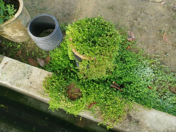 Overgrown Soleirolia Soleirolii Leaves Garden Pot —  Fotos de Stock