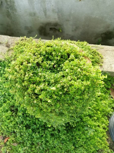 Overgrown Soleirolia Soleirolii Leaves Garden Pot — ストック写真