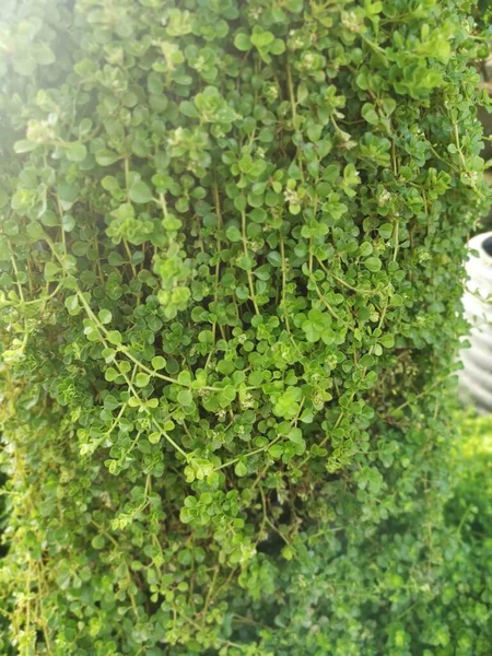 Overgrown Soleirolia Soleirolii Leaves Garden Pot — Φωτογραφία Αρχείου