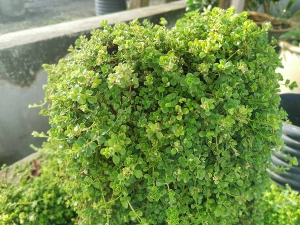 Overgrown Soleirolia Soleirolii Leaves Garden Pot — Stockfoto