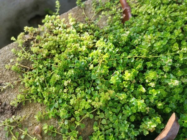 Overgrown Soleirolia Soleirolii Leaves Garden Pot — стоковое фото