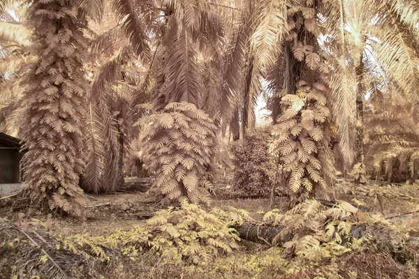 Infrared Image Wild Creeping Monstera Plant Wild — Stok fotoğraf