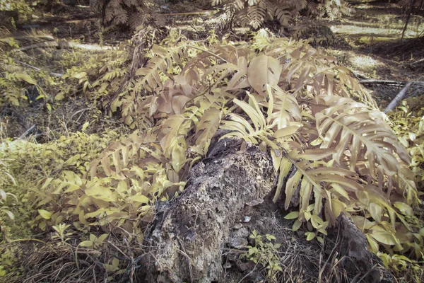 Infrared Image Wild Creeping Monstera Plant Wild — Φωτογραφία Αρχείου