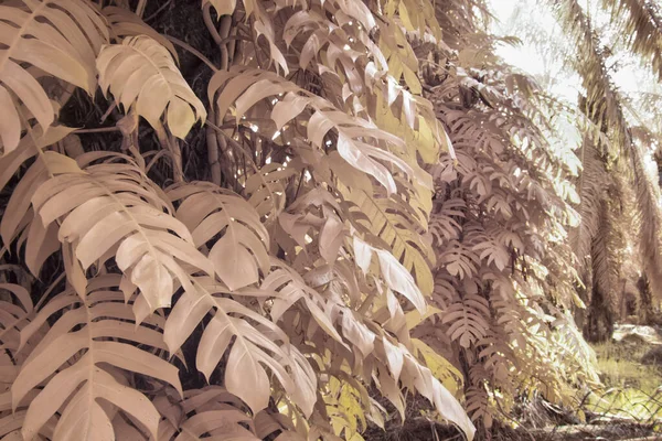 Infrared Image Wild Creeping Monstera Plant Wild — стоковое фото