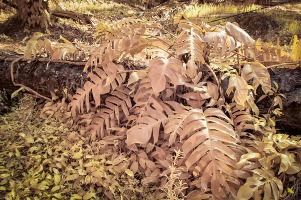 Infrared Image Wild Creeping Monstera Plant Wild — Φωτογραφία Αρχείου