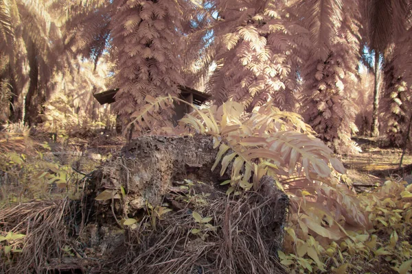 Infrared Image Wild Creeping Monstera Plant Wild — Stock Fotó