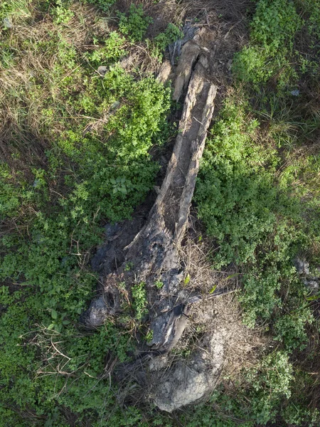 Blick Auf Die Wiese Voller Wilder Spinnenkräuter — Stockfoto