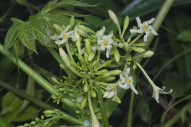Karica erkek papaya çiçeğinin yakın çekimi.