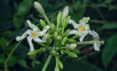 Karica erkek papaya çiçeğinin yakın çekimi.