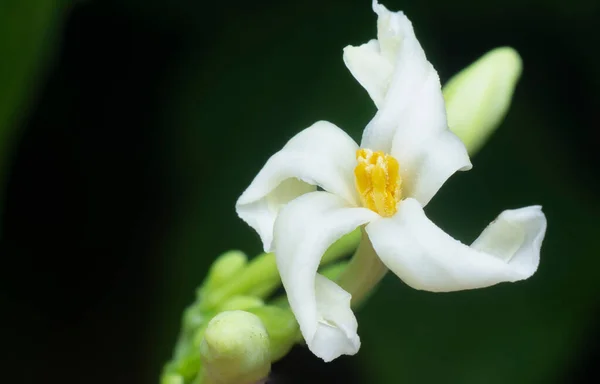 Close Shot Van Carica Mannelijke Papaya Bloem — Stockfoto