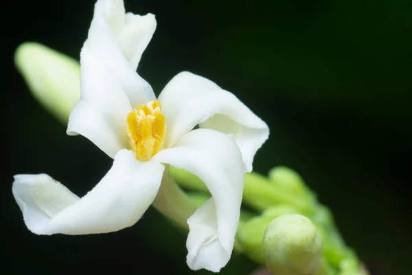 Close Shot Carica Male Papaya Flower — Φωτογραφία Αρχείου