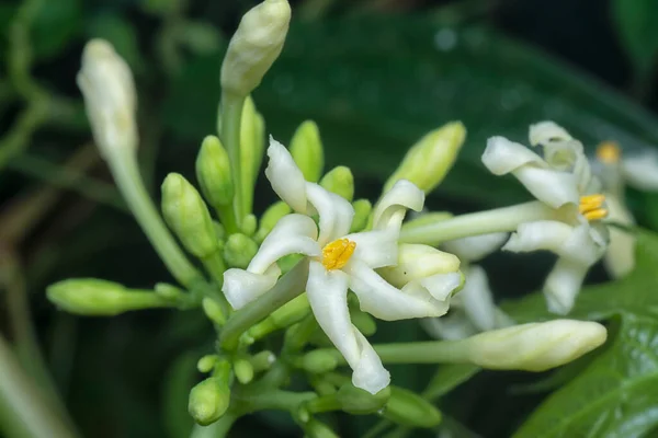 Close Shot Carica Male Papaya Flower — Foto de Stock