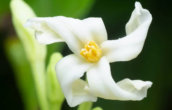 Nahaufnahme Der Carica Männlichen Papaya Blüte — Stockfoto