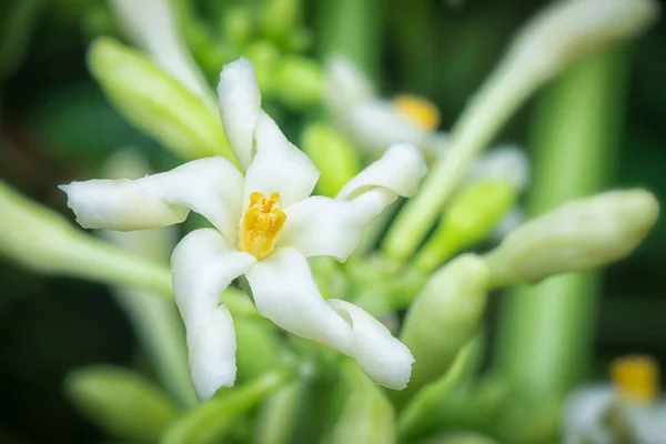 Close Shot Carica Male Papaya Flower — ストック写真