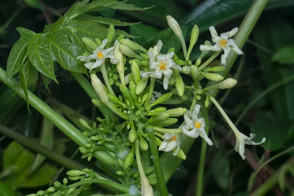 Close Shot Carica Male Papaya Flower — Foto de Stock