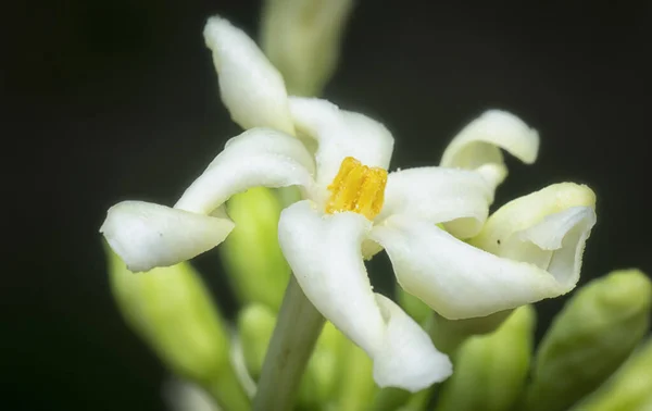 Close Shot Carica Male Papaya Flower — ストック写真