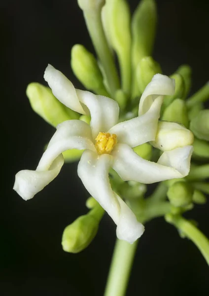 Close Shot Carica Male Papaya Flower — Stock Photo, Image