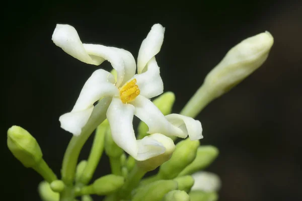 Close Shot Carica Male Papaya Flower — Φωτογραφία Αρχείου