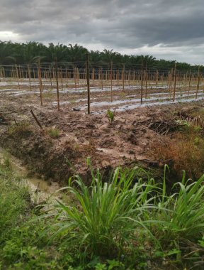 Bambu direkleri tarım için ince metal tellerle bağlanmış..