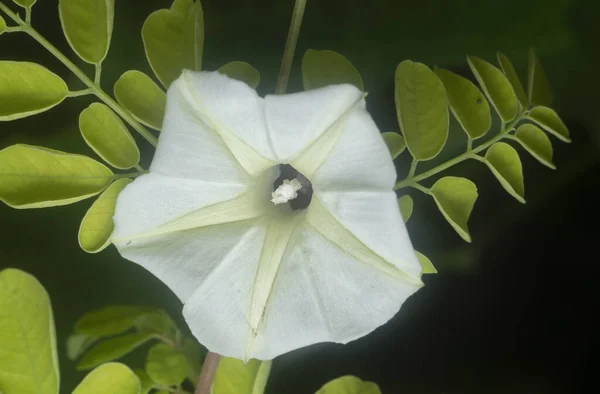 Close Shot Ipomoea Alba Flower — стоковое фото