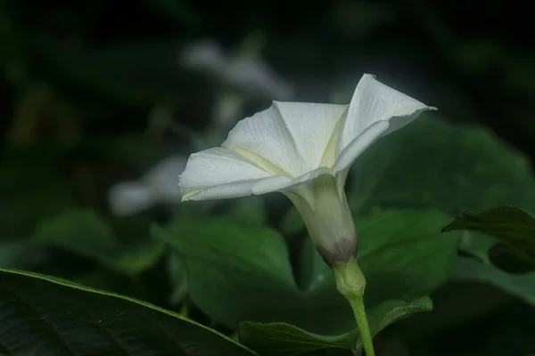 Close Shot Ipomoea Alba Flower — ストック写真
