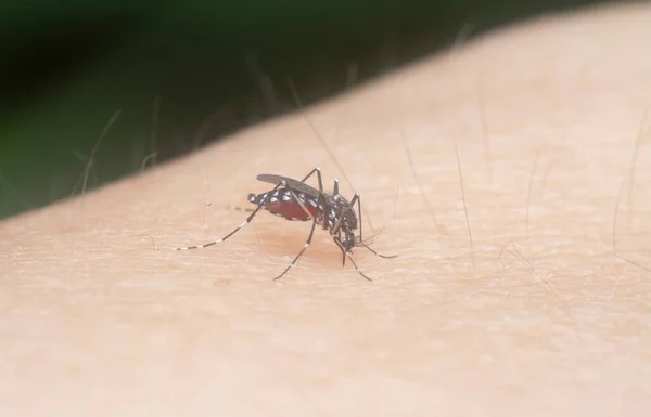 Close Shot Mosquito Sucking Blood — 스톡 사진