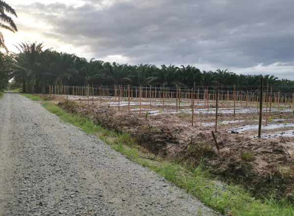 Bamboo Poles Tied Fine Metal Wire String Agriculture Farming — 图库照片