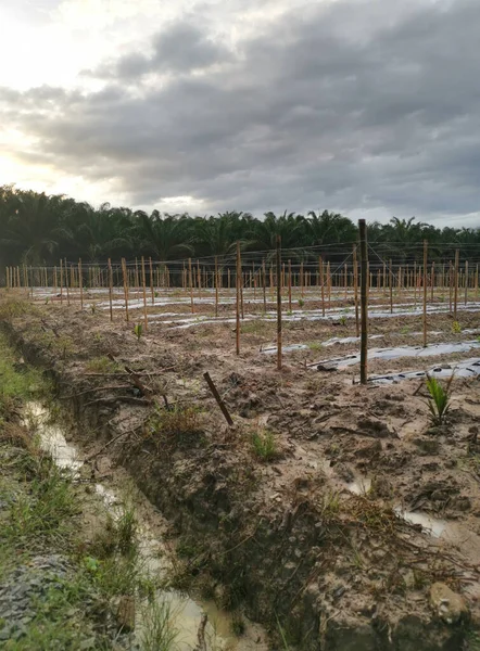 Bamboo Poles Tied Fine Metal Wire String Agriculture Farming — 图库照片