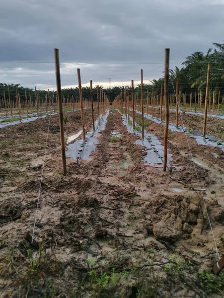 Bamboo Poles Tied Fine Metal Wire String Agriculture Farming — 图库照片