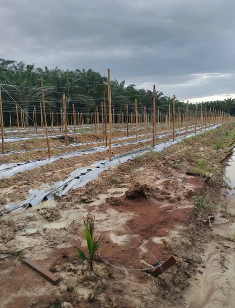 Bambusstangen Mit Feinem Metalldraht Für Die Landwirtschaft Gebunden — Stockfoto