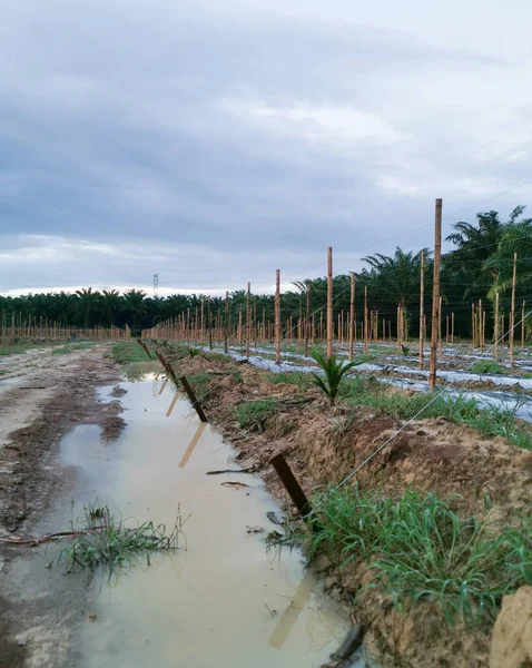 Bamboo Poles Tied Fine Metal Wire String Agriculture Farming — 图库照片