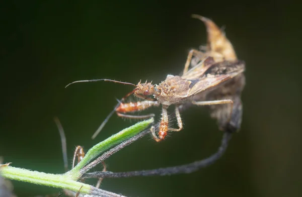 Close Shot Spined Assassin Bug — Stockfoto