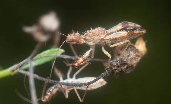Close Shot Spined Assassin Bug — стоковое фото