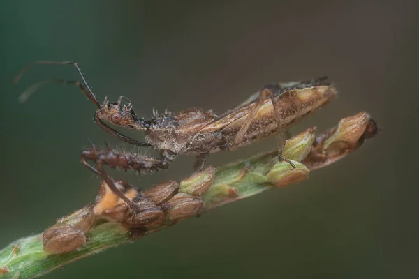 Close Shot Spined Assassin Bug — стоковое фото
