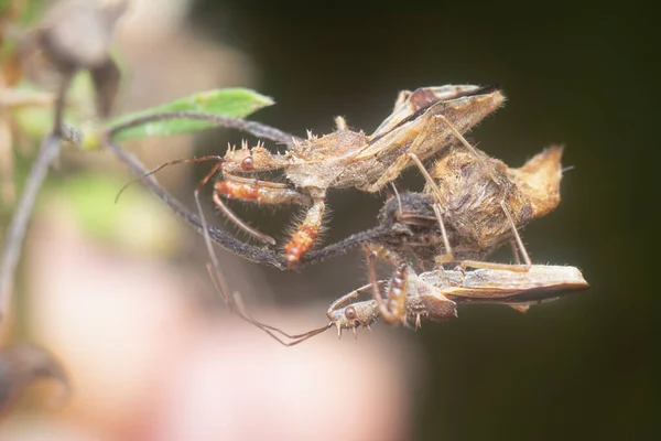 Close Shot Spined Assassin Bug — стоковое фото