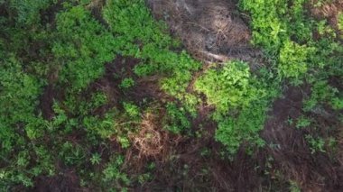Yabani örümcek otlarıyla dolu çayır..