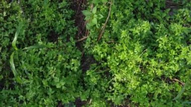 Yabani örümcek otlarıyla dolu çayır..