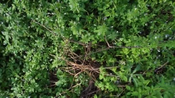 Meadow Fulls Wild Fringed Spider Weeds — Vídeo de stock